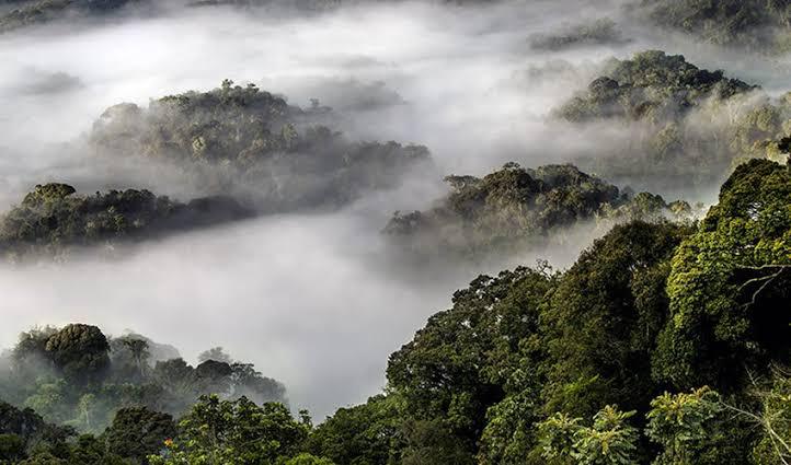 1-Day Nyungwe Zipline & Canopy Walkway